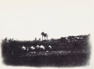 [Campement de voyageurs en Terre Sainte]  . PHOTOGRAPHIE - TERRE SAINTE. VIGNES Louis