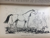 Le cheval comme il le faut quelle qu'en soit la race quel que soit le service auquel on le destine