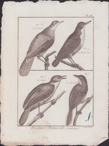[Buffon, Bonnaterre, Histoire naturelle, Ornithologie], La litorne, le merle d'eau, le junco, le calamoxène.