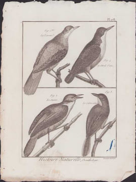 [Buffon, Bonnaterre, Histoire naturelle, Ornithologie], La litorne, le merle d'eau, le junco, le calamoxène.. [Buffon, Bonnaterre, Histoire naturelle, ...