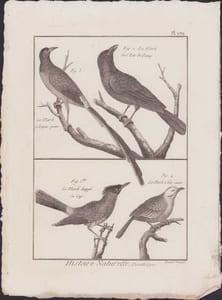 [Buffon, Bonnaterre, Histoire naturelle, Ornithologie], Le merle à longue queue, le merle de l'Isle de Panay, le merle huppé du Cap, le merle à tête jaune.