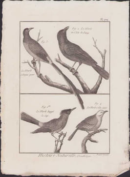 [Buffon, Bonnaterre, Histoire naturelle, Ornithologie], Le merle à longue queue, le merle de l'Isle de Panay, le merle huppé du Cap, le merle à tête ...
