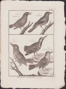 [Buffon, Bonnaterre, Histoire naturelle, Ornithologie], le merle doré, le palmiste, l'arada, le palikour, le carillonneur de Cayenne.