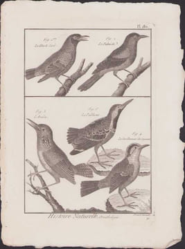 [Buffon, Bonnaterre, Histoire naturelle, Ornithologie], le merle doré, le palmiste, l'arada, le palikour, le carillonneur de Cayenne.. [Buffon, ...