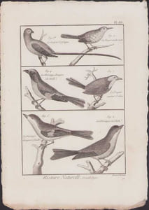 [Buffon, Bonnaterre, Histoire naturelle, Ornithologie], le guêpier d'Afrique, la bergeronnette verte, la mésange étrangère (mâle et femelle), le traquet couleur d'olive, la mésange de l'Inde.