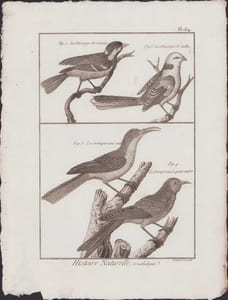 [Buffon, Bonnaterre, Histoire naturelle, Ornithologie], la mésange des marais, la mésange de Sabie, le grimpereau ondé, le grimpereau à queue noire.