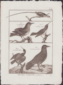 [Buffon, Bonnaterre, Histoire naturelle, Ornithologie], le grimpereau à longue queue, le grimpereau à Brasselets, le grimpereau gentil, le grand colibri, le corbeau à rabat.