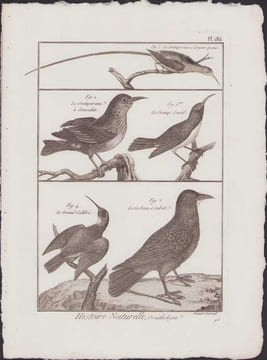 [Buffon, Bonnaterre, Histoire naturelle, Ornithologie], le grimpereau à longue queue, le grimpereau à Brasselets, le grimpereau gentil, le grand ...