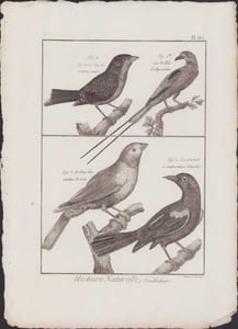 [Buffon, Bonnaterre, Histoire naturelle, Ornithologie], le gros bec à ventre jaune, le rollier d'Abyssinie, le gros bec couleur de rose, le loriot à couvertures blanches.