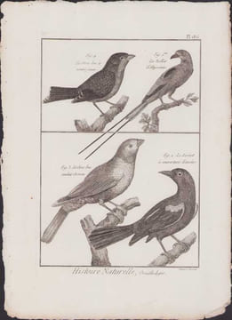 [Buffon, Bonnaterre, Histoire naturelle, Ornithologie], le gros bec à ventre jaune, le rollier d'Abyssinie, le gros bec couleur de rose, le loriot à ...
