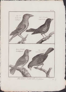 [Buffon, Bonnaterre, Histoire naturelle, Ornithologie], le gros bec d'Afrique, l'ortolan tacheté de bleu, l'ortolan de Malbyensis, variété du gros bec d'Afrique.