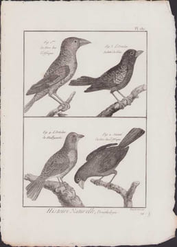 [Buffon, Bonnaterre, Histoire naturelle, Ornithologie], le gros bec d'Afrique, l'ortolan tacheté de bleu, l'ortolan de Malbyensis, variété du gros bec ...