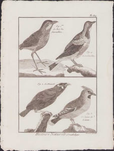 [Buffon, Bonnaterre, Histoire naturelle, Ornithologie], le roi des fourmilliers, le cordon bleu, le mainate, le jaseur de Bohême.