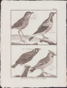 [Buffon, Bonnaterre, Histoire naturelle, Ornithologie], le roi des fourmilliers, le cordon bleu, le mainate, le jaseur de Bohême.. [Buffon, ...