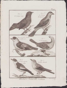 [Buffon, Bonnaterre, Histoire naturelle, Ornithologie], le cotinga rouge, le cotinga de Cayenne, le gobe-mouche à calotte noire, le guirapanga, le gobe-mouche à collier, le gobe mouche.