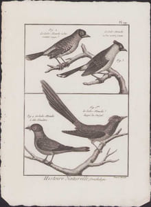 [Buffon, Bonnaterre, Histoire naturelle, Ornithologie], le gobe-mouche à bas ventre rouge, le gobe-mouche à bas ventre jaune, le gobe-mouche à tête bleuâtre, le gobe-mouche huppé du Sénégal.