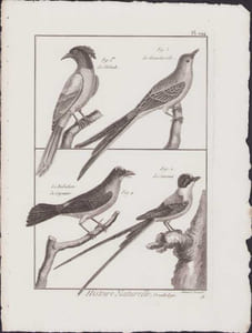 [Buffon, Bonnaterre, Histoire naturelle, Ornithologie], le verdiole, le moucherolle, le barbichon de Cayenne, le savana.