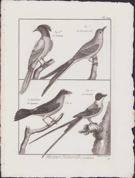 [Buffon, Bonnaterre, Histoire naturelle, Ornithologie], le verdiole, le moucherolle, le barbichon de Cayenne, le savana.. [Buffon, Bonnaterre, ...