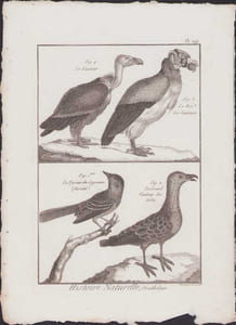 [Buffon, Bonnaterre, Histoire naturelle, Ornithologie], le vautour, le roi des vautours, le tyran de Cayenne, le grand vautour des Indes.