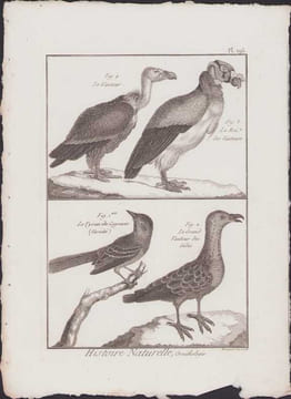 [Buffon, Bonnaterre, Histoire naturelle, Ornithologie], le vautour, le roi des vautours, le tyran de Cayenne, le grand vautour des Indes.. [Buffon, ...
