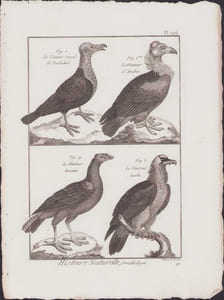 [Buffon, Bonnaterre, Histoire naturelle, Ornithologie], le vautour royal de Pondicheri, le vautour d'Arabie, le vautour basané, le vautour barbu.