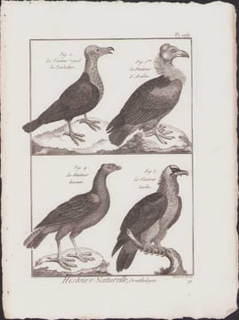 [Buffon, Bonnaterre, Histoire naturelle, Ornithologie], le vautour royal de Pondicheri, le vautour d'Arabie, le vautour basané, le vautour barbu.. ...