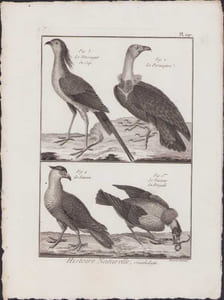 [Buffon, Bonnaterre, Histoire naturelle, Ornithologie], le message du Cap, le percnoptère, le faucon, le vautour du Bengale.