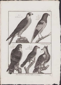 [Buffon, Bonnaterre, Histoire naturelle, Ornithologie], le faucon sort, le faucon à collier des Indes, le faucon de la Chine, le faucon de la Nouvelle Zélande, le faucon couronné.