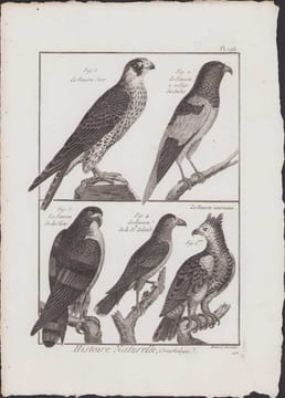 [Buffon, Bonnaterre, Histoire naturelle, Ornithologie], le faucon sort, le faucon à collier des Indes, le faucon de la Chine, le faucon de la Nouvelle ...