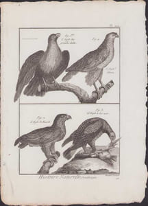[Buffon, Bonnaterre, Histoire naturelle, Ornithologie], l'aigle des grandes Indes, l'aigle féroce, l'aigle de Russie, l'aigle à dos noir.