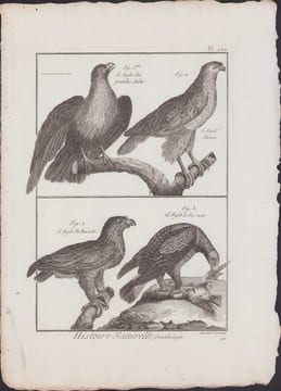 [Buffon, Bonnaterre, Histoire naturelle, Ornithologie], l'aigle des grandes Indes, l'aigle féroce, l'aigle de Russie, l'aigle à dos noir.. [Buffon, ...