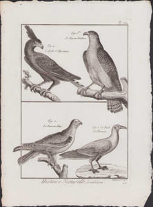 [Buffon, Bonnaterre, Histoire naturelle, Ornithologie], l'aigle d'Abyssinie, le faucon douteux, le faucon bleu, la poule de Pharaon.