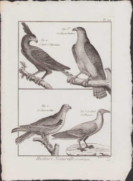 [Buffon, Bonnaterre, Histoire naturelle, Ornithologie], l'aigle d'Abyssinie, le faucon douteux, le faucon bleu, la poule de Pharaon.. [Buffon, ...