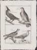 [Buffon, Bonnaterre, Histoire naturelle, Ornithologie], l'aigle d'Abyssinie, le faucon douteux, le faucon bleu, la poule de Pharaon.. [Buffon, ...