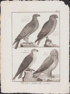 [Buffon, Bonnaterre, Histoire naturelle, Ornithologie], l'orfraie ou aigle de mer, le jean le-blanc, le balbusard, la buse.