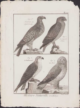 [Buffon, Bonnaterre, Histoire naturelle, Ornithologie], l'orfraie ou aigle de mer, le jean le-blanc, le balbusard, la buse.. [Buffon, Bonnaterre, ...