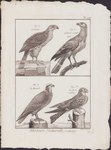 [Buffon, Bonnaterre, Histoire naturelle, Ornithologie], L'autour, l'autour à ventre rayé, le busard, la buse cendrée.