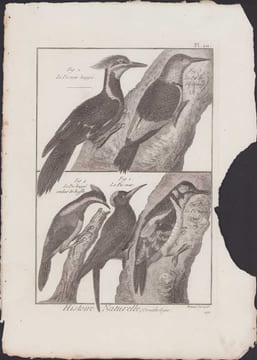 [Buffon, Bonnaterre, Histoire naturelle, Ornithologie], le pic noir huppé, le pic de Virginie, le pic huppé couleur de uffle, le pic noir, le pic ...
