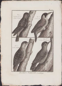 [Buffon, Bonnaterre, Histoire naturelle, Ornithologie], le pic vert de l'Isle de Luçon, le pic vert, le pic cardinal, le pic de la Encenada.