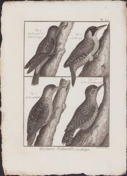 [Buffon, Bonnaterre, Histoire naturelle, Ornithologie], le pic vert de l'Isle de Luçon, le pic vert, le pic cardinal, le pic de la Encenada.. [Buffon, ...
