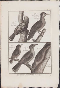 [Buffon, Bonnaterre, Histoire naturelle, Ornithologie], le pic à huppe jaune, le pic huppé à crête rouge, le petit pic de Cayenne, le pic jaune de Cayenne, le pic du Sénégal.