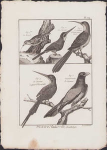 [Buffon, Bonnaterre, Histoire naturelle, Ornithologie], le Torcol, le Jacamar, le Jacamar à longue queue verte, le jacamar à queue d'hirondelle, le couroucou de Cayenne.