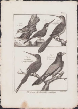 [Buffon, Bonnaterre, Histoire naturelle, Ornithologie], le Torcol, le Jacamar, le Jacamar à longue queue verte, le jacamar à queue d'hirondelle, le ...