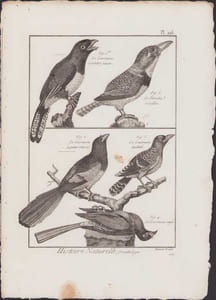 [Buffon, Bonnaterre, Histoire naturelle, Ornithologie], le couroucou à ventre jaune, le tamatia à collier, le couroucou à queue rousse, le couroucou tacheté, le couroucou rayé.