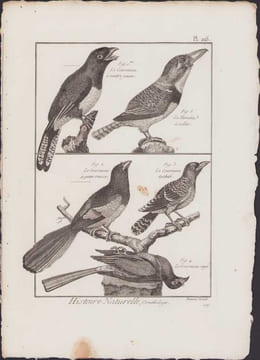[Buffon, Bonnaterre, Histoire naturelle, Ornithologie], le couroucou à ventre jaune, le tamatia à collier, le couroucou à queue rousse, le couroucou ...