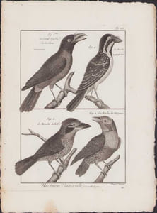 [Buffon, Bonnaterre, Histoire naturelle, Ornithologie], le grand barbu de la Chine, le barbu à gorge noire, le tamatia tacheté, le barbu de Maynas.