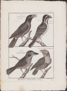 [Buffon, Bonnaterre, Histoire naturelle, Ornithologie], le grand barbu de la Chine, le barbu à gorge noire, le tamatia tacheté, le barbu de Maynas.. ...