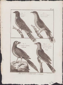 [Buffon, Bonnaterre, Histoire naturelle, Ornithologie], le coucou tacheté, le coucou huppé de Coromandel, le coucou à éperon d'Alouette, le coucou à ventre rayé de l'isle de Panay.