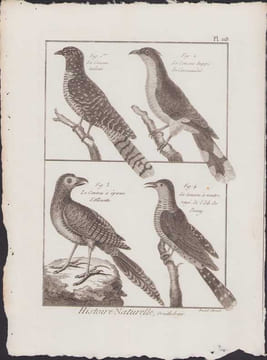 [Buffon, Bonnaterre, Histoire naturelle, Ornithologie], le coucou tacheté, le coucou huppé de Coromandel, le coucou à éperon d'Alouette, le coucou à ...