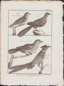 [Buffon, Bonnaterre, Histoire naturelle, Ornithologie], le coucou brillant, le tait-sou, le coucou indicateur, le coucou huppé à collier.